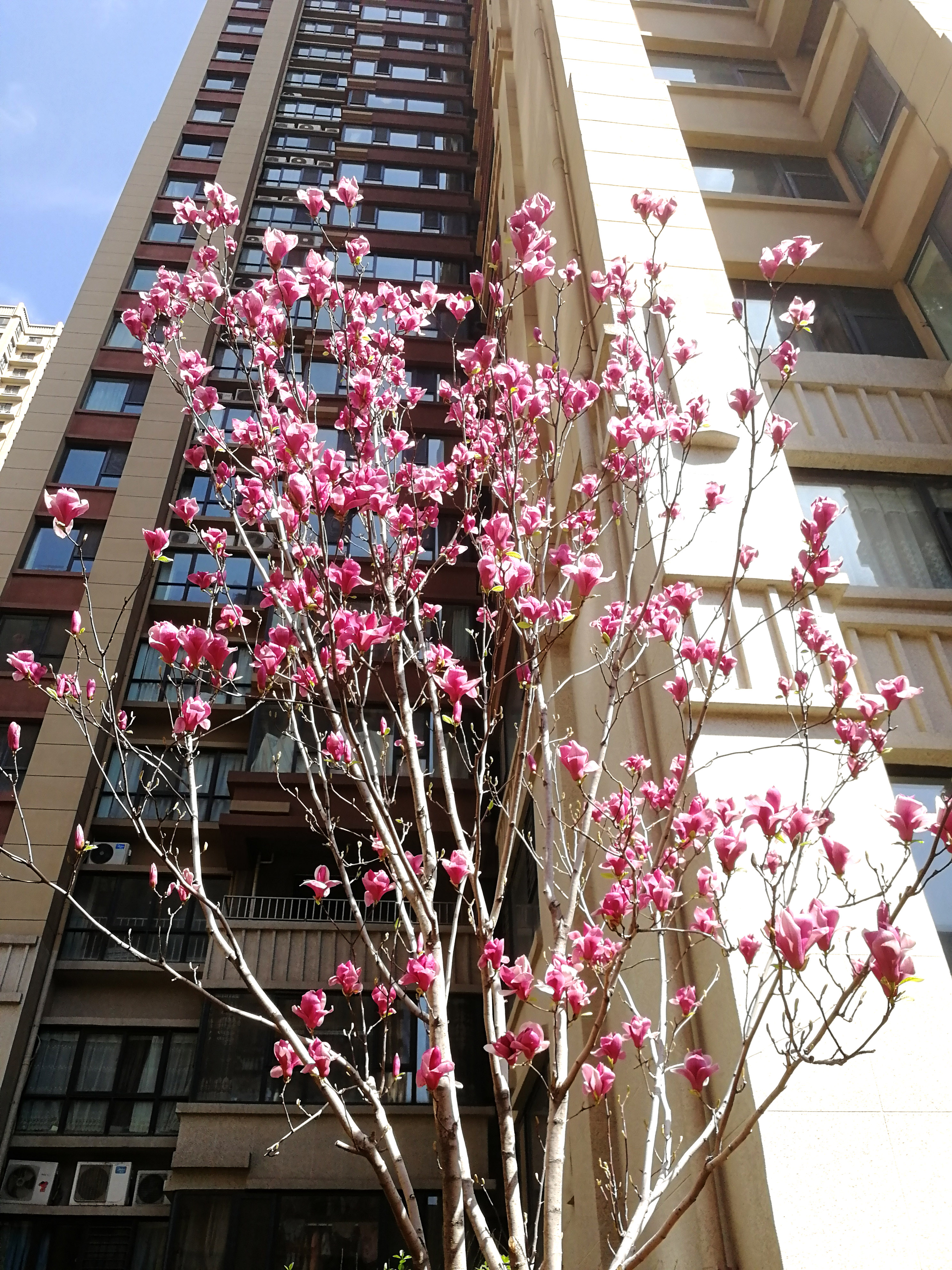 花團錦簇 (10)