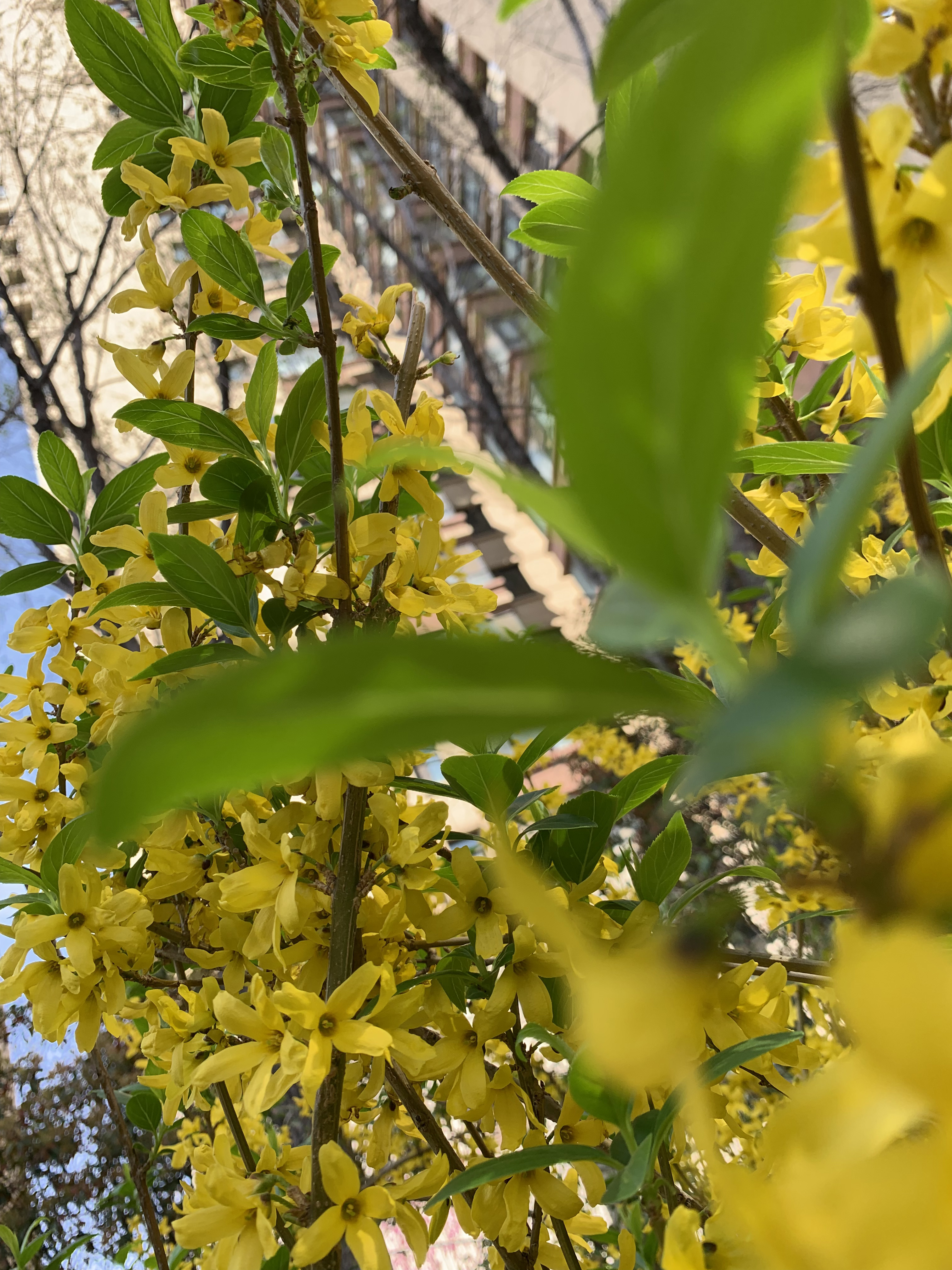 花團錦簇 (3)
