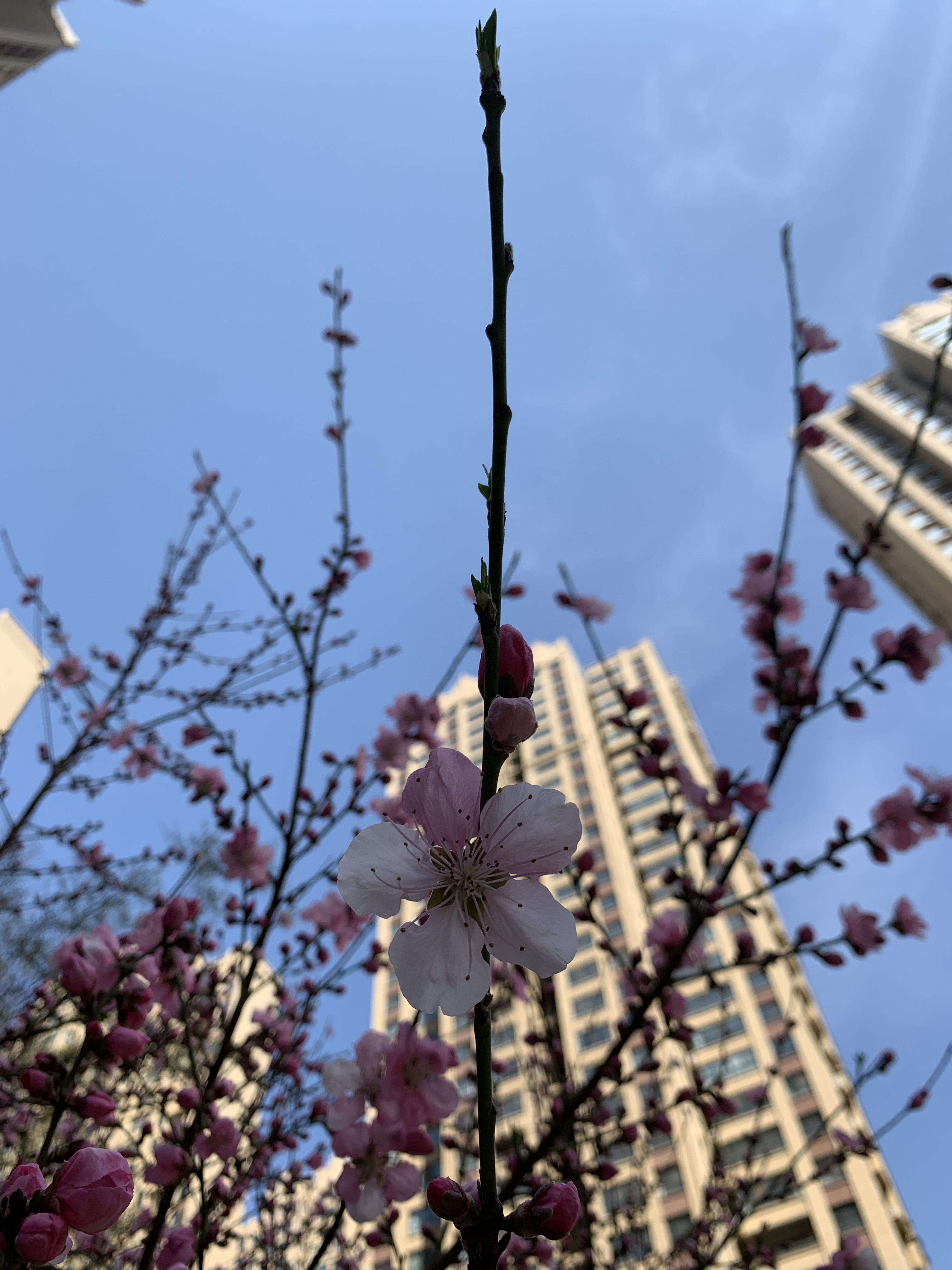 花團錦簇 (6)